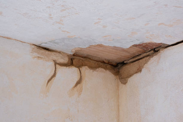 Best Mold removal after water damage  in Moore Haven, FL